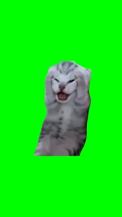Cat Crying