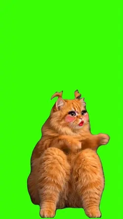 Cat/Gato