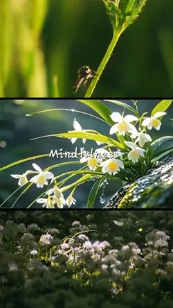 Mindfullness
