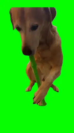 dog play flute meme
