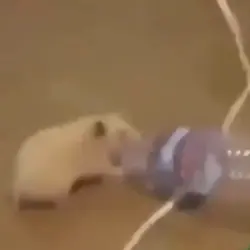 Hamster Meme