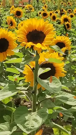 sunflower 