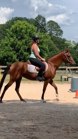 new young mare!