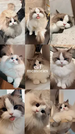 cat memories.
