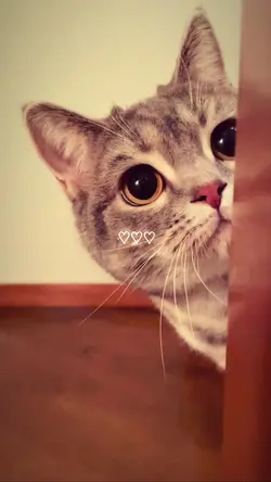 cute cat