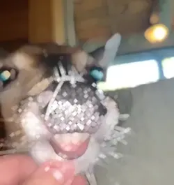 BAMBI?!🤣😭😭