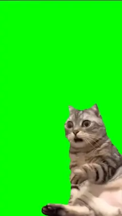 Krik krik cat