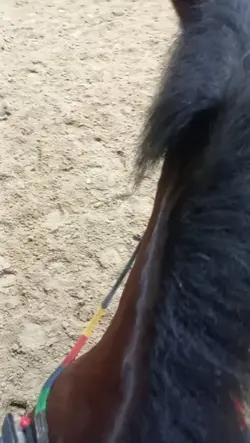 Aimer un poney 