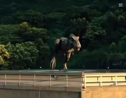 dinosaure GRR