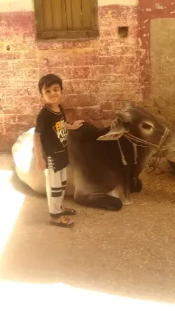 LO AGAI QURBANI