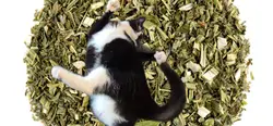 CATNIP