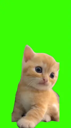 Cat/Gato