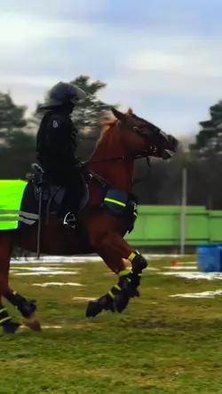 Police horse 😍😍