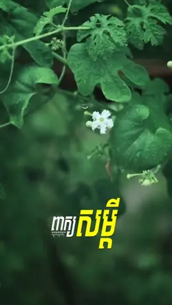 ពាក្យសម្ដី