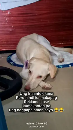 pet lover