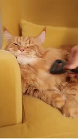 Brush my butt 