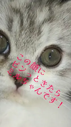 この顔にピンっときたらミルちゃんです。