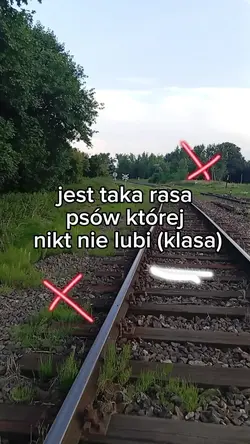 taka rasa psów 