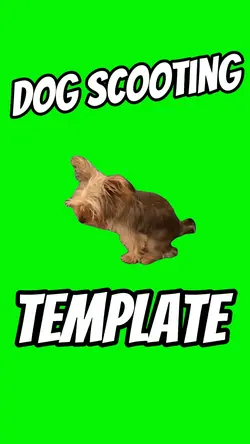Dog Scooting 