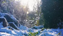 nieve