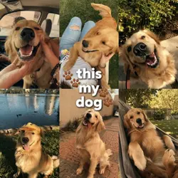 this my dog