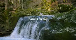 Forest=for rest