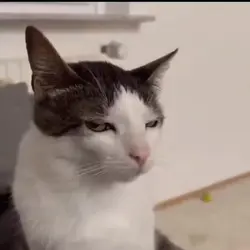 bombastis side eye