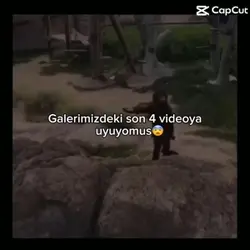 alsanayapanorangutan