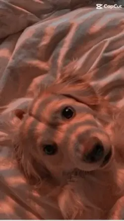 Dog wallpapers