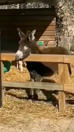 donkey hd transition