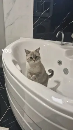 Template cat 