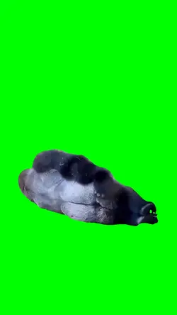 LAZY GORILLA