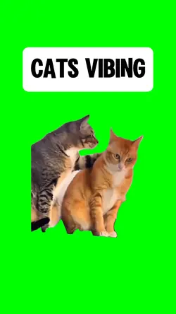 CATS VIBING
