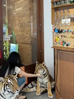 Pet Tiger 