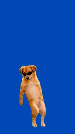 Perro bailando