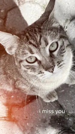 ditinggalmatikucing 
