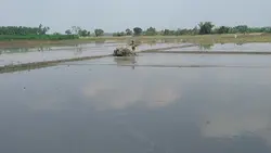 Petani Tangguh