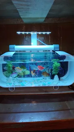 aquarium mini