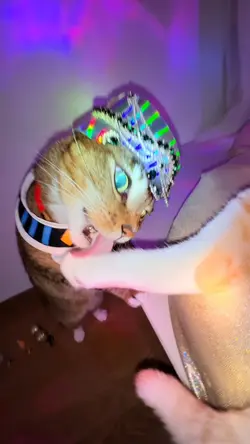 Funny Cat
