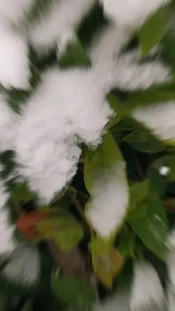 La neige