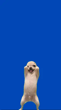 Chihuahua bailando