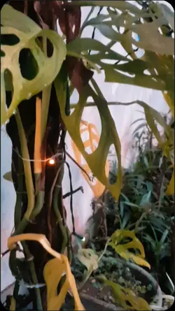 i found you