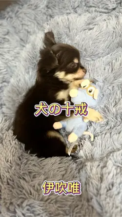 #ありがとう#犬の十戒