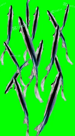 indian fish_2