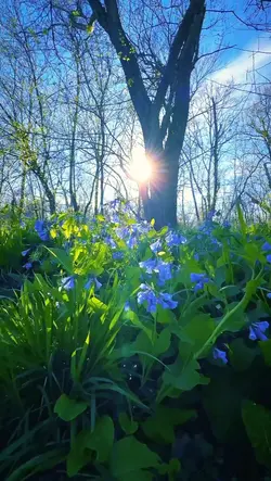 NATURE VIBES 