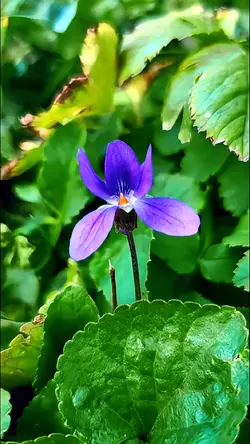 pretty flowers
