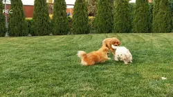 Dog playing