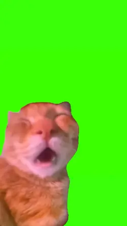 awow cat viral