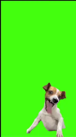 LAUGHING DOG