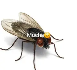 Muchą part 4